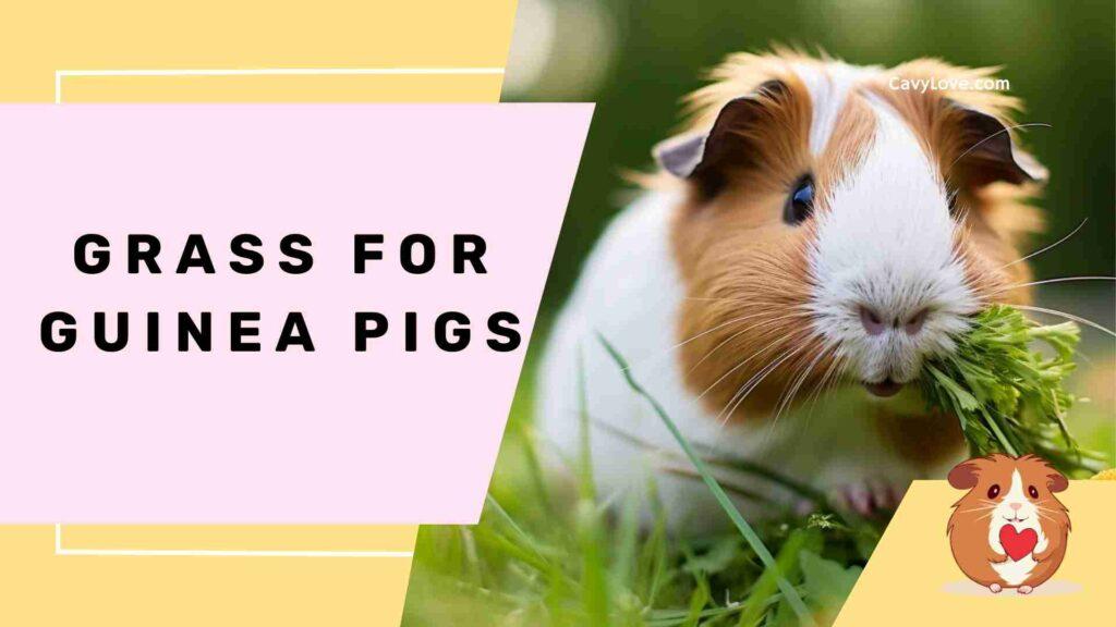 Grass For Guinea Pigs - Cavy Love