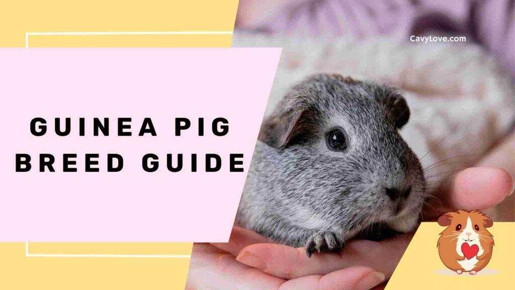 Picture Idea: Guinea Pig Breed Guide